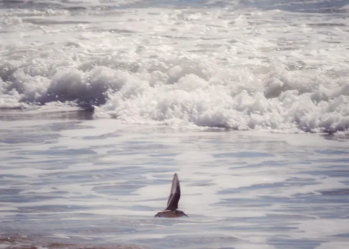 La Dune, Proche Rue Pietonne Et 아파트