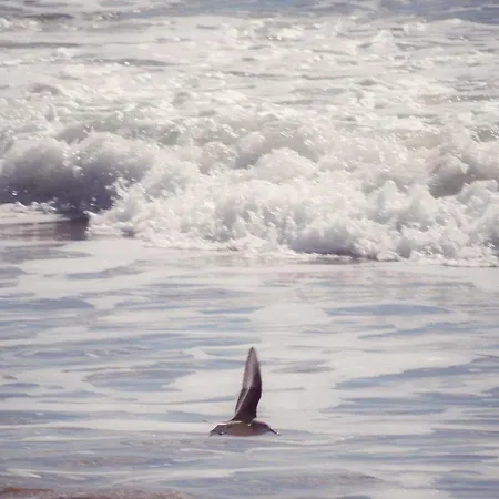 La Dune, Proche Rue Pietonne Et Апартаменты